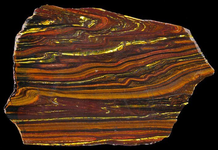 Polished Tiger Iron Stromatolite - ( Billion Years) #39194